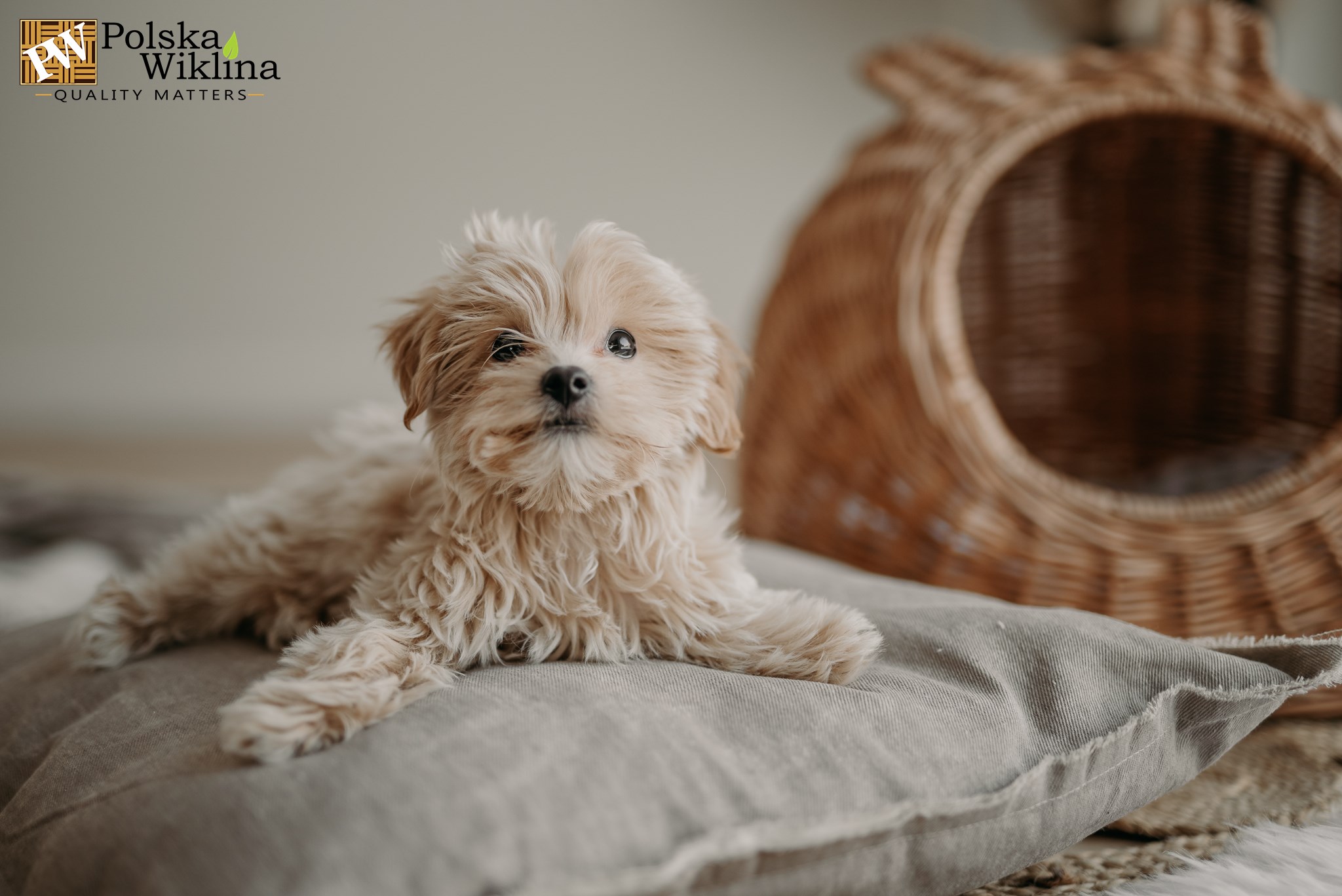 ŚWIĘTUJ DZIEŃ PSA Z WIKLINOWYMI AKCESORIAMI